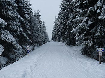 Snowgold, winter, berg, sneeuw, snow, ardennen, mountain HD wallpaper