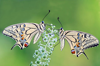 Old World Swallowtail, world, swallowtail, old, butterfly HD wallpaper