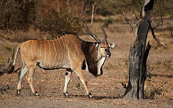 30 antelope , African wildlife, Graceful strides, Nature's elegance HD wallpaper