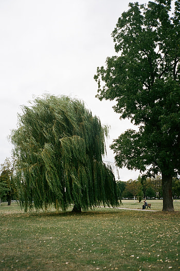 Willow tree , Nature's breathtaking, Serene beauty, Captivating scenery HD phone wallpaper