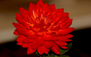 Plants, Flowers HD wallpaper