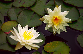 Flowers, Water, Leaves, Couple, Pair, Pond, Water Lily HD wallpaper