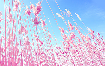 Plants, Wheat HD wallpaper