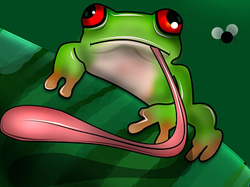 Silly Frog, eyes, leaf, fly, frog, tongue HD wallpaper