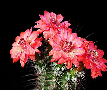 cactus, pink, bloom, flower HD wallpaper