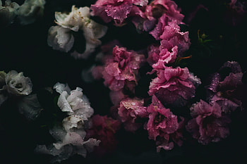Bloom, beautiful flowers, white-pink HD wallpaper