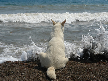 Enjoying the sea, dog, animal, sea, nature HD wallpaper