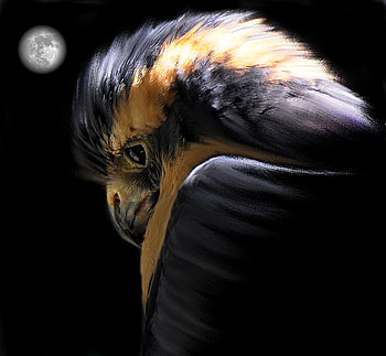 Night hunt, night, beak, black, brown, hawk, grey, moon HD wallpaper