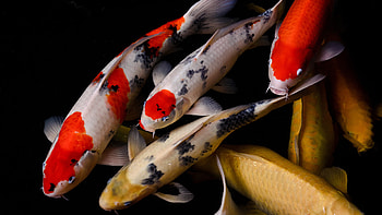 Koi , Animal HQ, , Vivid colors HD wallpaper