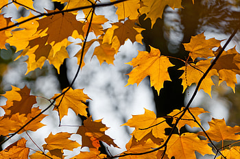 Nature, Autumn, Leaves, Branches, Maple HD wallpaper