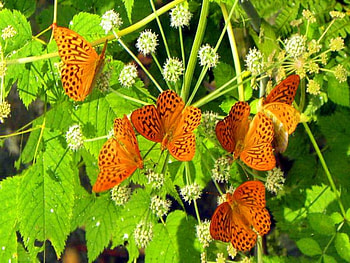The gathering, butterflies, black, plant, six, orange HD wallpaper