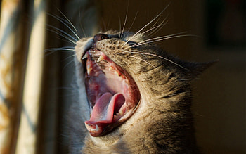 Animals, Cat, To Fall, Mouth, Head, Moustache, Mustache, Yawns HD wallpaper