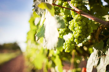 Lush green grapes growing on a sunlit vineyard, perfect for wine production. HD wallpaper