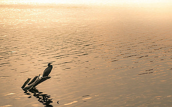 Lake, Minimalism, Relaxation, Rest, Duck, Stump HD wallpaper