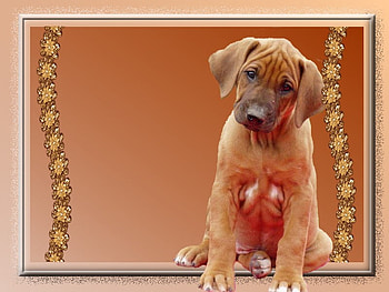 dog, , sadness, benji HD wallpaper