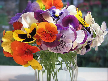pansy, colorful, glass, beauty HD wallpaper