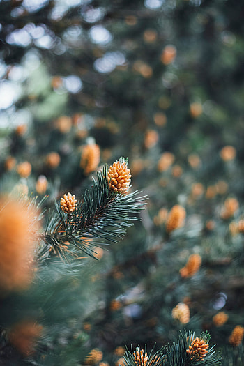 Cones, Macro, Branch, Fir, Spruce, Needles HD phone wallpaper
