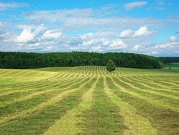 Haymaking, hay, trees, sky, field HD wallpaper