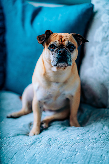 Animals, Dog, Pet, Sight, Opinion, Sofa, Bulldog HD phone wallpaper