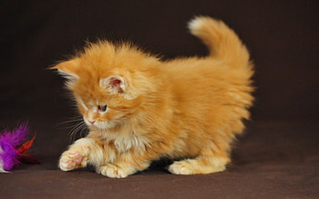 A Little Fluffy Red Kitten, cats, kitten, fluffy, animals HD wallpaper