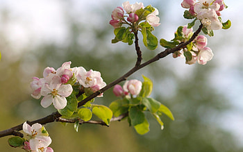 Plant, Macro, Bloom, Flowering, Branch HD wallpaper
