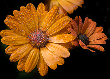 Orange flowers, gerbera daisy, close up HD wallpaper