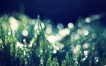 Grass, Macro, Shine, Light, Dew, Bokeh, Boquet HD wallpaper