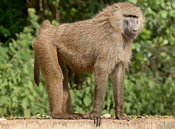 Baboon , , Cool animal shots, Wildlife beauty HD wallpaper