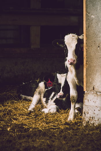 Two young calves resting in a sunlit barn, showcasing rural farm life. HD phone wallpaper