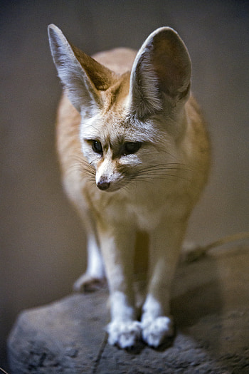 Animals, Fox, Animal, Sweetheart, Nice, Fenech HD phone wallpaper