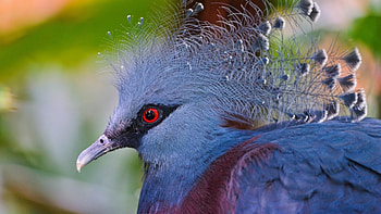 Victoria-crowned-pigeon, diferite, exotice, pasari, rare HD wallpaper