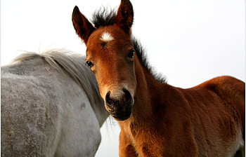Animals, Horses HD wallpaper