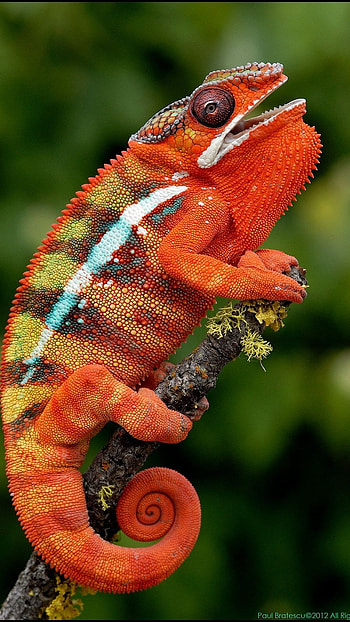 Chameleon, Orange HD phone wallpaper