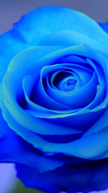 Blue Rose, Beautiful, Rose Flower HD phone wallpaper