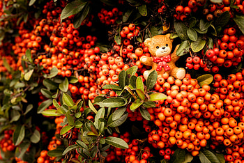 Berries, Miscellanea, Miscellaneous, Branches, Bear, Toy, Bunch, Rowan HD wallpaper