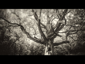 I'LL NEVER STOP LOVING YOU, wedding, black and white, love, hug, trees, nature HD wallpaper