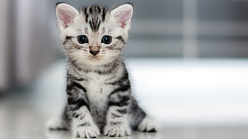 Kitten animal , Playful furballs, Adorable companions, Feline friends HD wallpaper