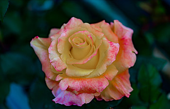 Rose, Flowers, Colorful, Petals HD wallpaper