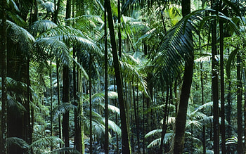 tamborine park, forest, tamborine, park, tree HD wallpaper