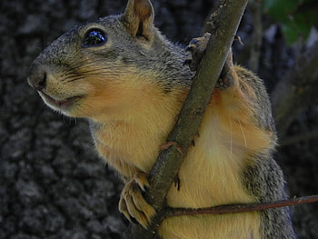 Inquisitive Squirrel, limb, rodent, squirrel, tree HD wallpaper