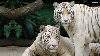 White Bengal tigers, hybrid mutant variant, This breed not scientifically documented, Very pale stripes, Chinchilla Albinistic HD wallpaper