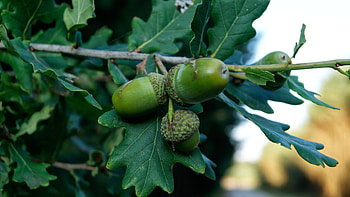 Nature, Acorns, Branch, Oak HD wallpaper