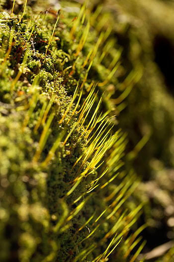 Grass, Macro, Rays, Beams HD phone wallpaper