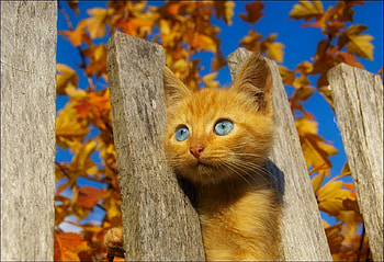 Curious Kitten, blue, kitten, eyes, cat HD wallpaper