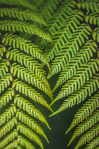 Green, fern, branches, leaves HD phone wallpaper
