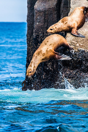 Diving sea lions, Animal planet wonders, Marine fascination, Undersea exploration HD phone wallpaper