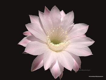 Plants, Flowers HD wallpaper