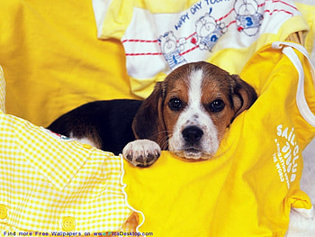 PLEASE DONT DISTURB, bashful, cute, somewhat, adorable, timid HD wallpaper