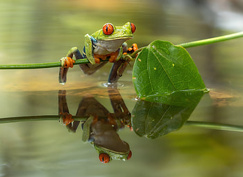 Mirror Gaze: Red-Eyed Tree Frog — Quad, reflection, Animal, red-eyed tree frog HD wallpaper