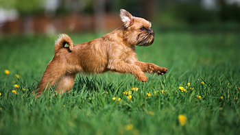 Brussels Griffon, Short-haired dog breeds, Breed identification, Canine characteristics HD wallpaper